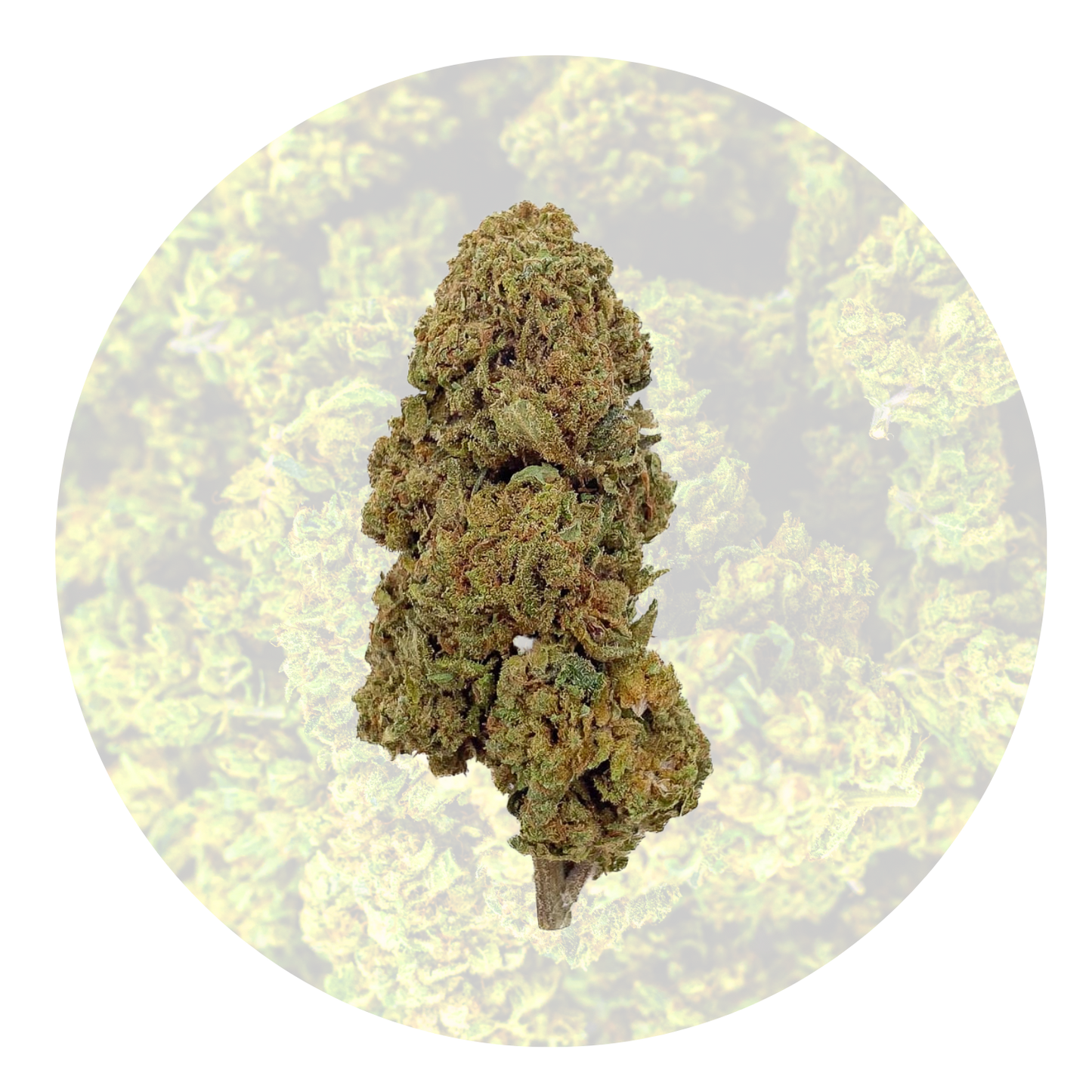 Gelato - Fleur 16% CBD