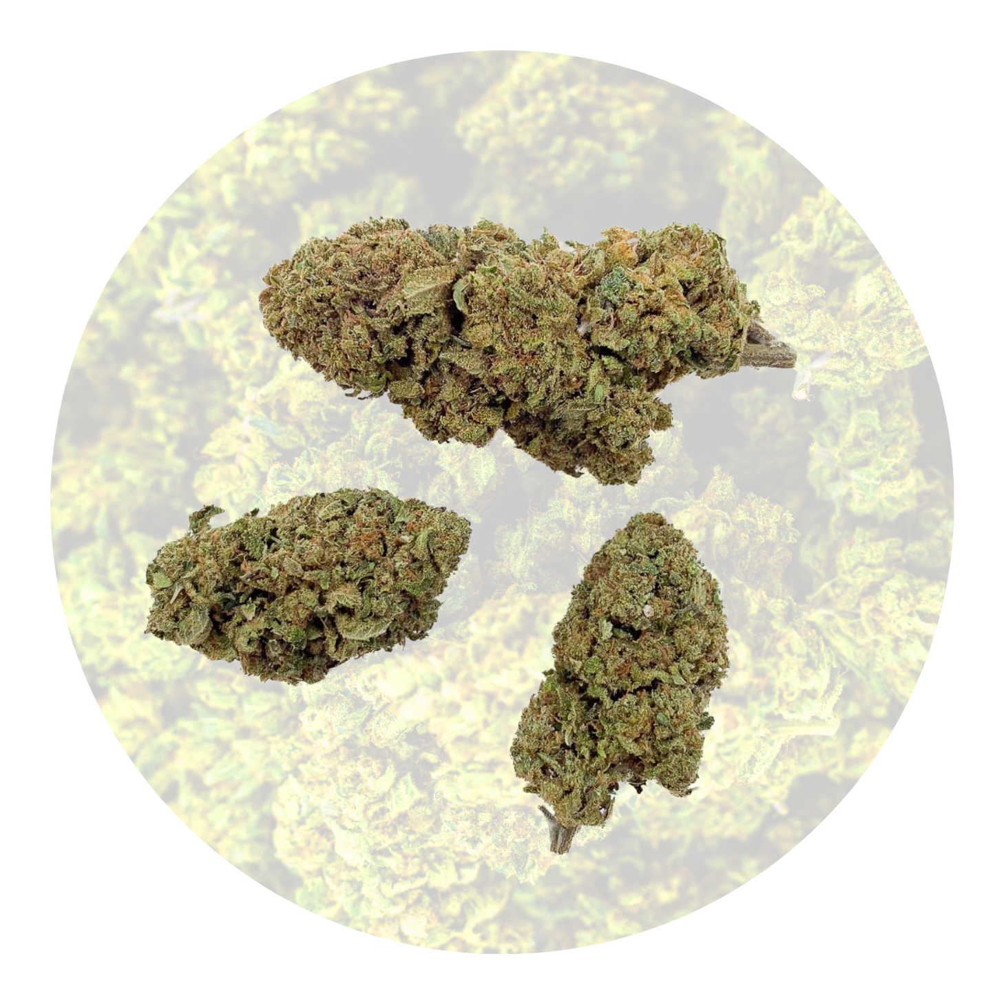 Gelato - Fleur 16% CBD