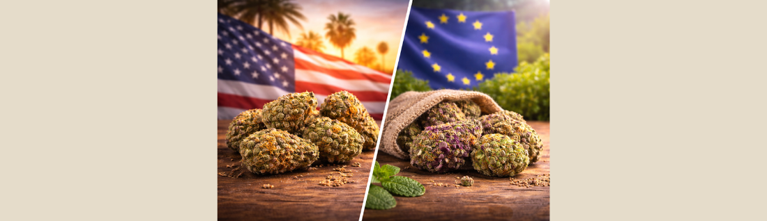 Cali US et Cali EU : comprendre les différences dans le CBD