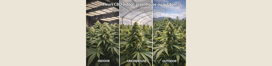 Fleurs CBD indoor, greenhouse ou outdoor : quelles différences comprendre ?