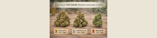 Les fleurs CBD SaBulle : comprendre les différences et choisir selon ses attentes