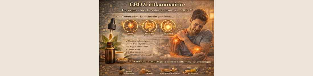 CBD & inflammation : pourquoi c’est le cœur de tous ses effets ?