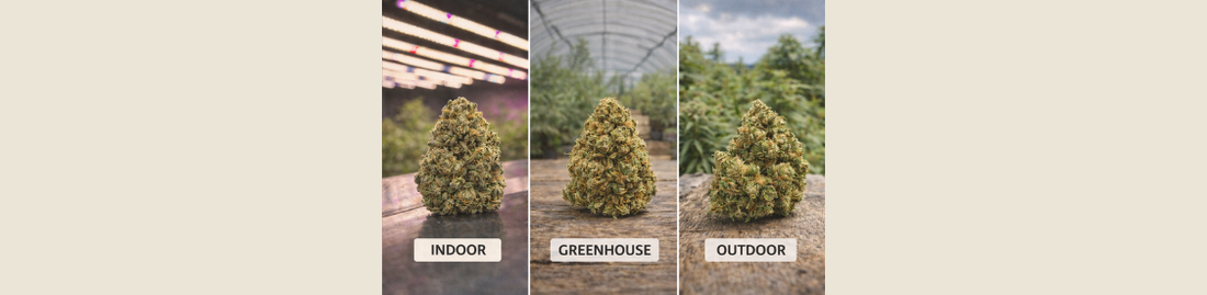 Fleurs CBD : indoor, greenhouse ou outdoor, quelles différences ?
