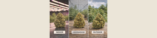 Fleurs CBD : indoor, greenhouse ou outdoor, quelles différences ?