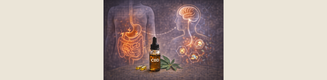 CBD & digestion : peut-il vraiment soulager les troubles digestifs ?
