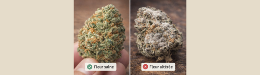 CBD : comment savoir si un produit est encore consommable ?