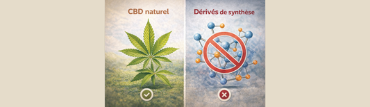 CBD naturel et dérivés de synthèse : comprendre les différences fondamentales
