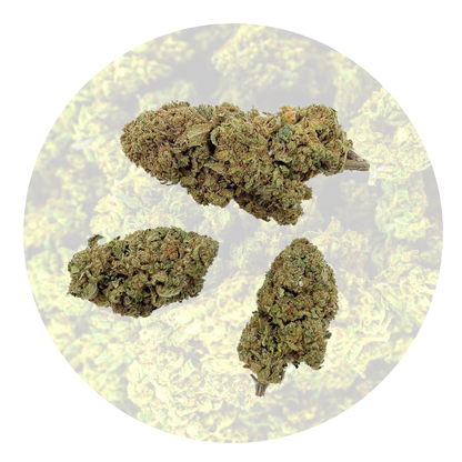 Gelato - Fleur 16% CBD